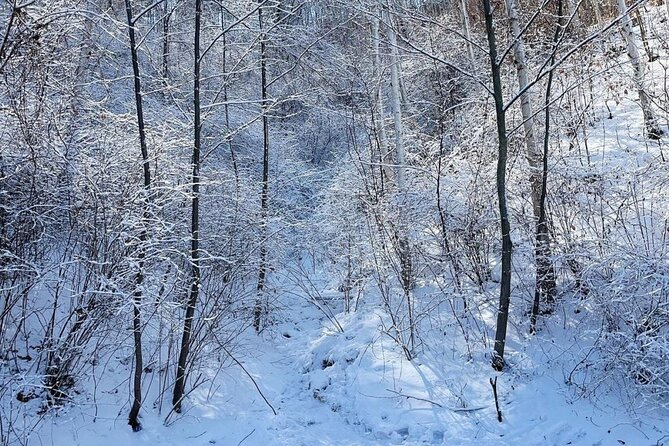 Wondae-ri Birch Forest and In-je Maebawi Icewall Full Day Tour - Booking and Reservation Information