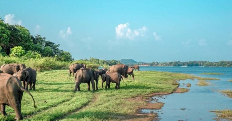 Wonder of Sigiriya Lion Rock and Minneriya Jeep Safari 4x4 - Pricing and Booking Details