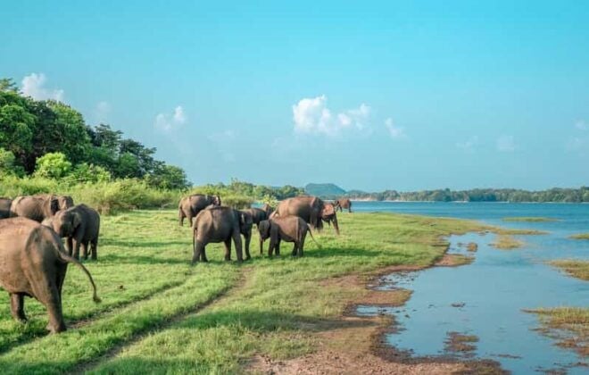 Wonder of Sigiriya Lion Rock and Minneriya Jeep Safari 4x4 - Itinerary Highlights