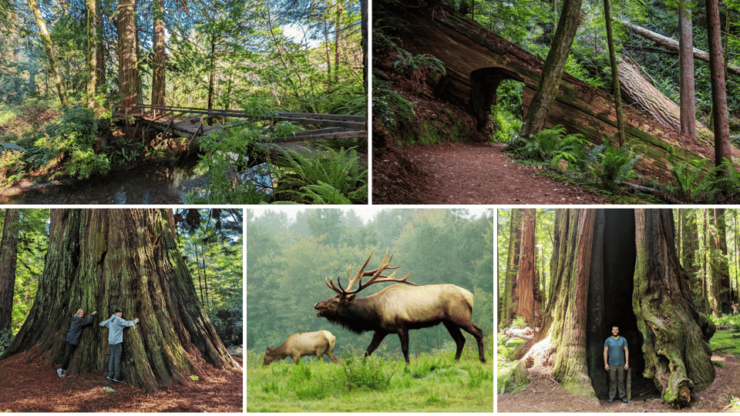 Wonder of the Redwoods - Prairie Creek State Park - Good To Know