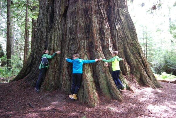 Wonder of the Redwoods - Prairie Creek State Park - Additional Notes and Considerations