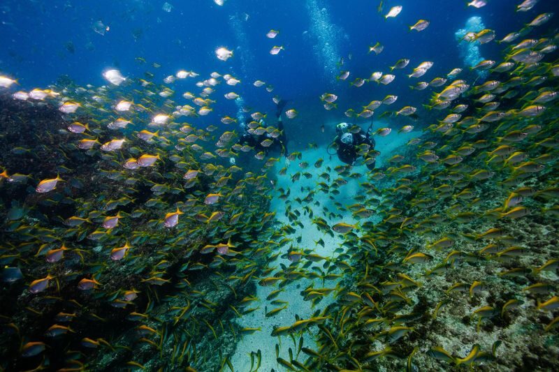 Wonder Reef Diving Experience in Gold Coast - Key points before you book