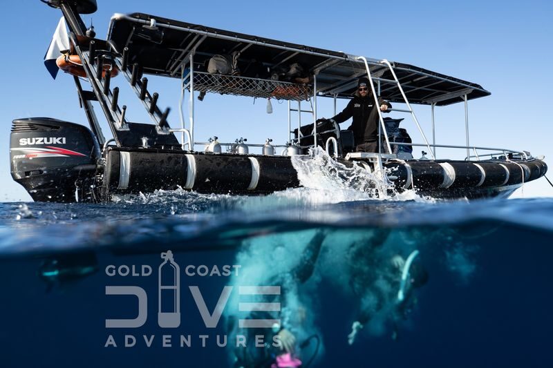 Wonder Reef Diving Experience in Gold Coast - Marine life and the feel of the experience