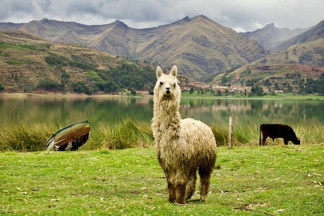 Wonderful Cusco 5-Day Tour With Entrance to Machupicchu - Highlights of the 5-Day Tour