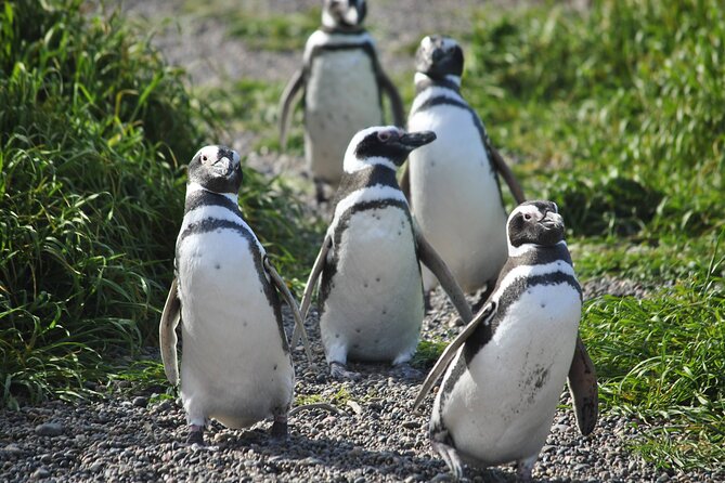 Wonderful Punta Tombo Penguin Rookery Tour - Good To Know