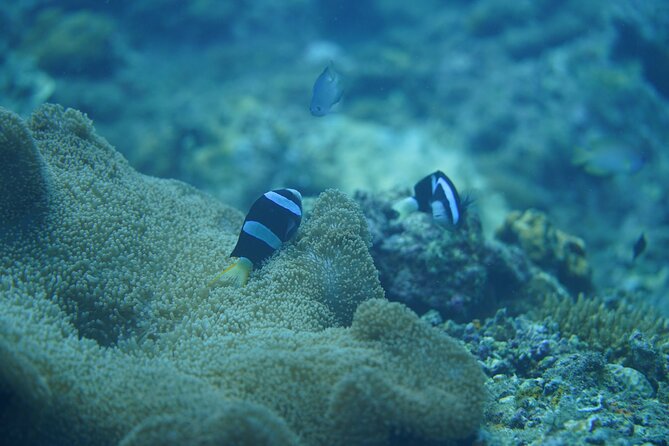 Wonderful Snorkeling Trip From Manila! Updated *** - Booking Information