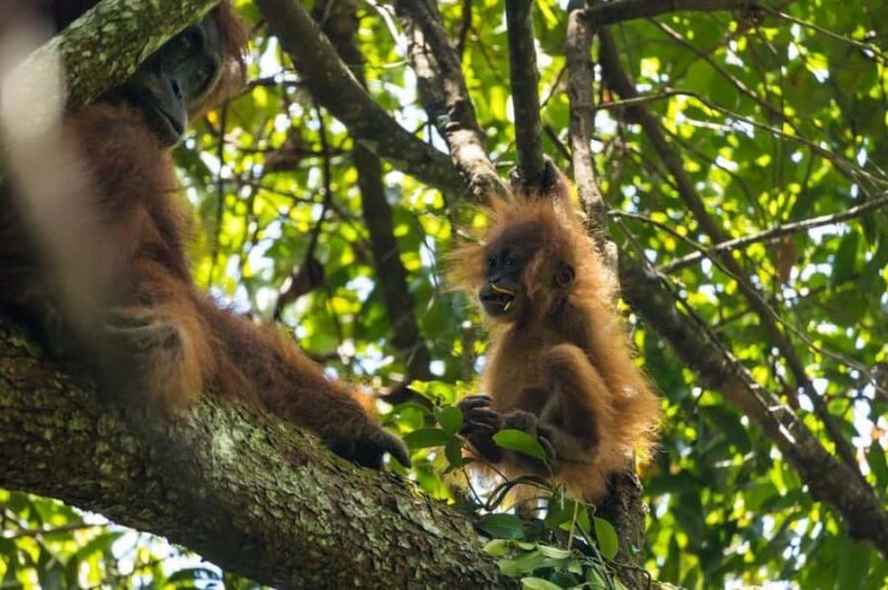 Wonderfull Orangutan Sumatera Jungle Trekking and tour - Good To Know