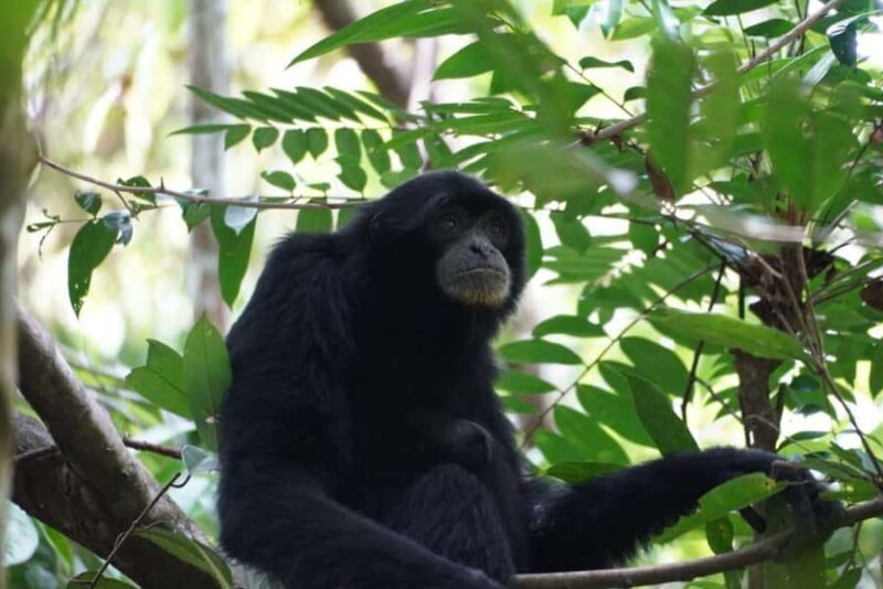 Wonderfull Orangutan Sumatera Jungle Trekking and tour - Discovering the Adventure: What to Expect from the Tour