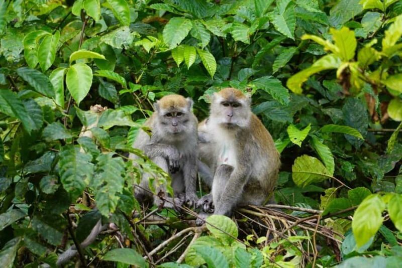 Wonderfull Orangutan Sumatera Jungle Trekking and tour - Accommodation and Campsites