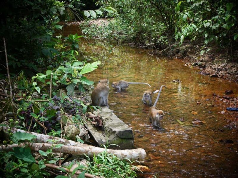 Wonderfull Orangutan Sumatera Jungle Trekking and tour - Transportation and Logistics