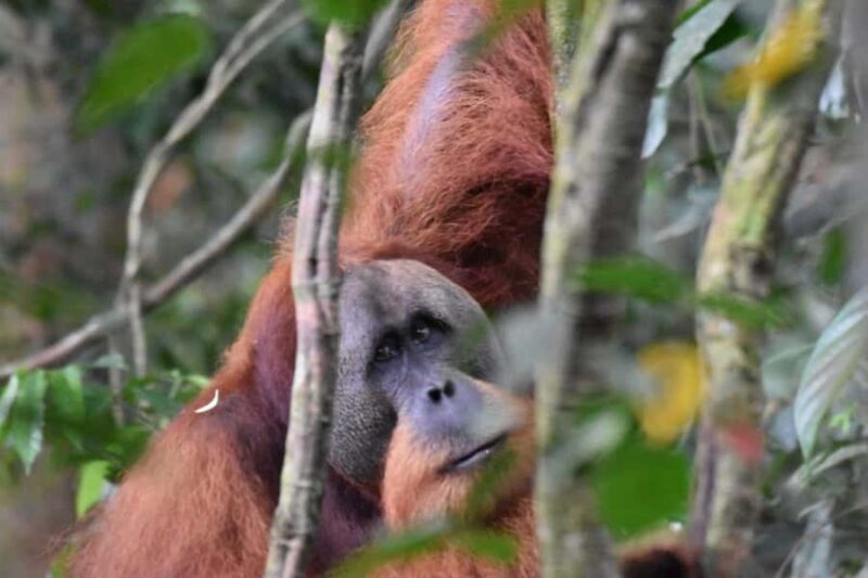 Wonderfull Orangutan Sumatera Jungle Trekking and tour - Final Thoughts: Who Will Love This Tour?