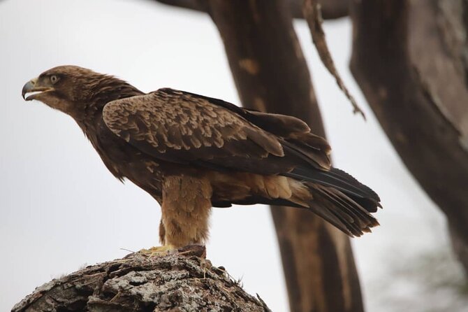 Wonders of Nature: 5-Day Tanzania Wildlife Safari Adventure - Meals Included