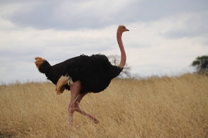 Wonders of Nature: 5-Day Tanzania Wildlife Safari Adventure - Packing Essentials