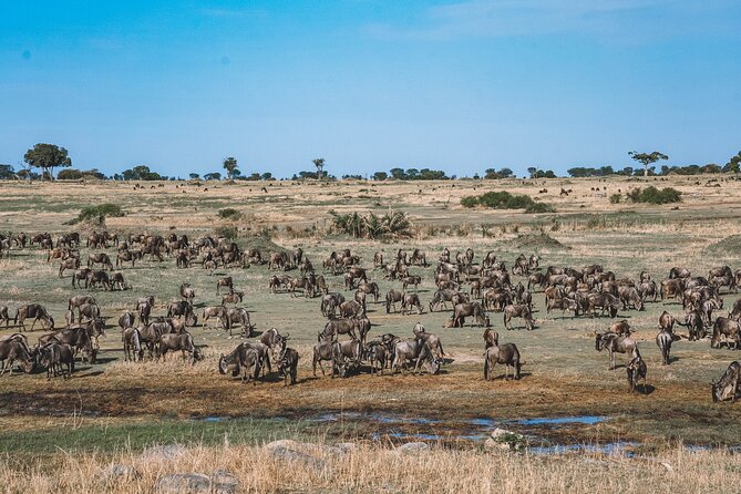 Wonders of Nature: 5-Day Tanzania Wildlife Safari Adventure - Booking Information