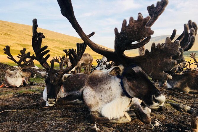 Wonders of Northern Mongolia 15 days - A Closer Look at the Itinerary