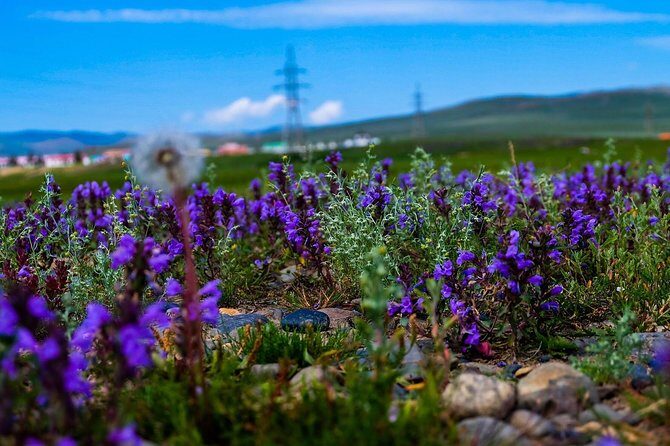 Wonders of Northern Mongolia 15 days - Practical Considerations