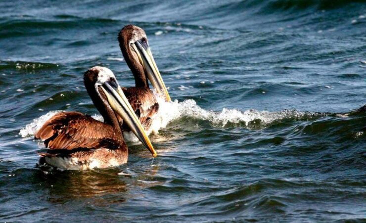 Wonders of Paracas: Ballestas Islands and National Reserve - Good To Know