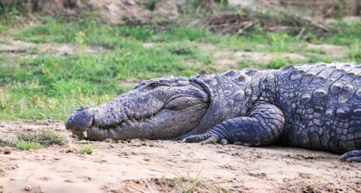 Wonders of Wildlife: 4-Day Chitwan National Park Tour - Tour Highlights