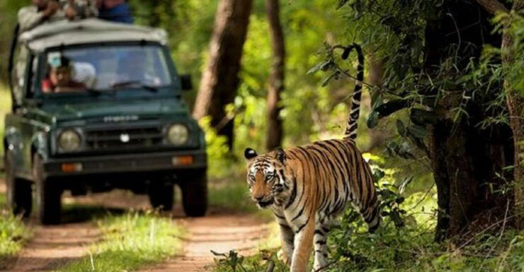 Wonders of Wildlife: 4-Day Chitwan National Park Tour - Booking Information