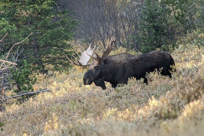 Wonders of Yellowstone Lower Loop Private Tour with Lunch - Good To Know