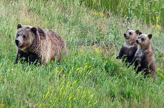 Wonders of Yellowstone Lower Loop Private Tour with Lunch - Final Thoughts
