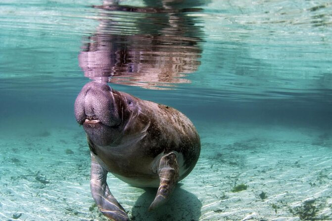 Wondrous Wildlife @ River Wonders Roundtrip Transfers - Inclusions and Exclusions