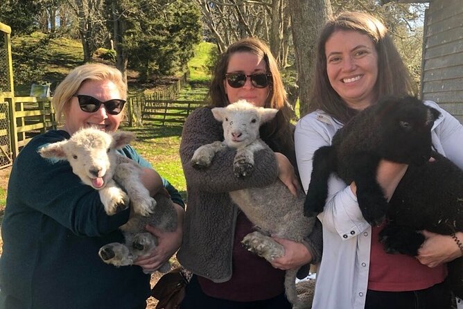 Wool Sheep Farm Experience With Handmade Wool Hat in New Zealand - Price and Booking Details