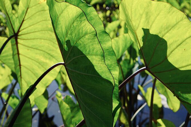 Work with Native Reforestation and Polynesian Agriculture in Maui - Good To Know
