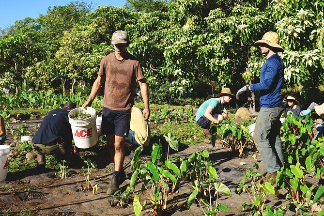 Work with Native Reforestation and Polynesian Agriculture in Maui - The Full Experience: What to Expect from the Tour