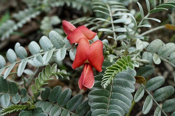 Work with Native Reforestation and Polynesian Agriculture in Maui - Analyzing the Value: Is It Worth It?