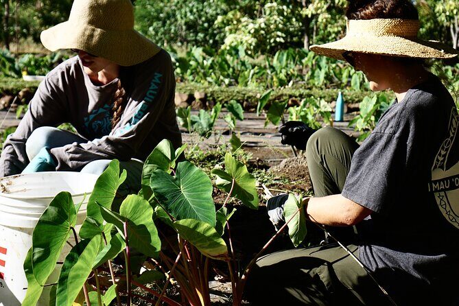 Work with Native Reforestation and Polynesian Agriculture in Maui - The Sum Up: Why This Tour Is a Rare Find