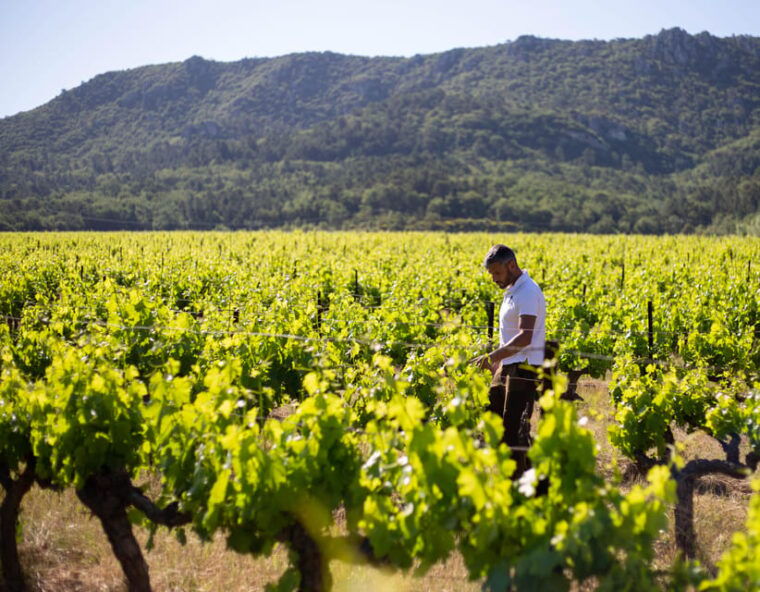 Workshop May 2, 2025 at Château L'escarelle: White Wines From L'escarelle - Tasting Methodology and Vocabulary