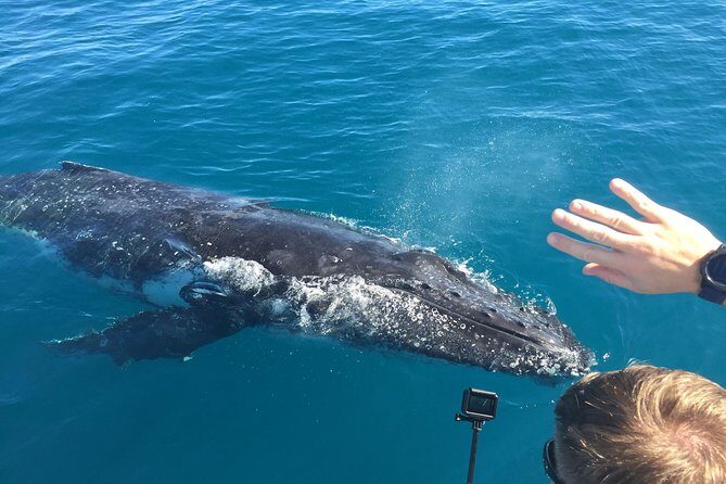 World class Whale Watching from Hervey Bay - Introduction