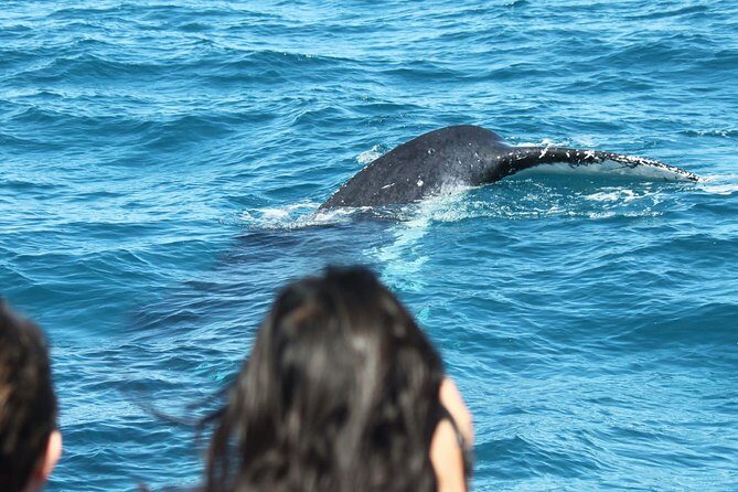 World class Whale Watching from Hervey Bay - Who Would Love This Tour?
