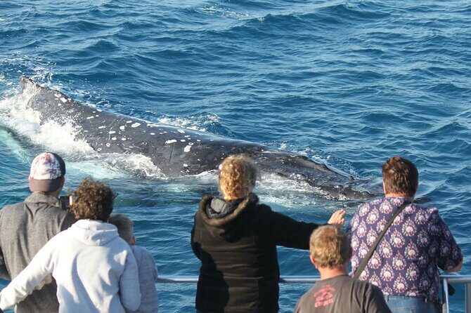 World class Whale Watching from Hervey Bay - The Sum Up