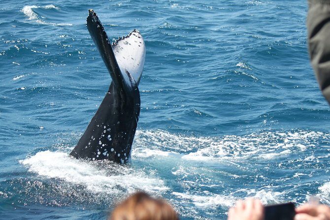 World class Whale Watching from Hervey Bay - FAQ