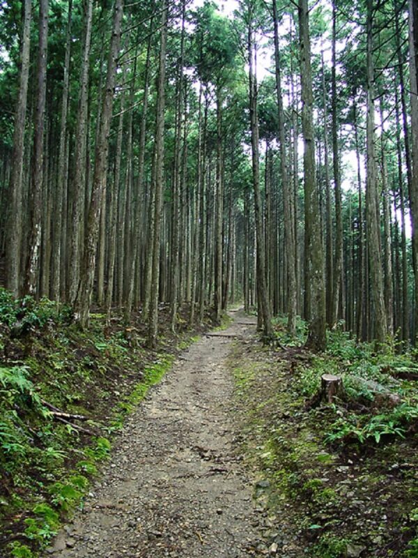 World Heritage KumanoKodo Hiking Tour - A pilgrimage route with a dramatic approach
