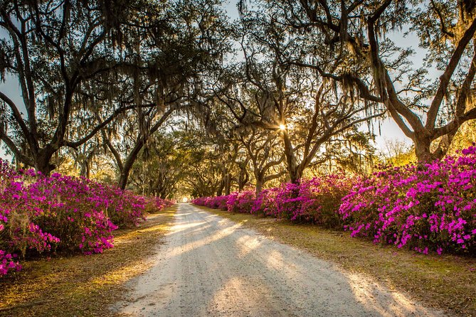 Wormsloe Historic Site & Bonaventure Cemetery Tour From Savannah - Additional Details