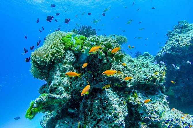Wow Andaman Day Trip to Surin Islands From Phuket - Common Questions