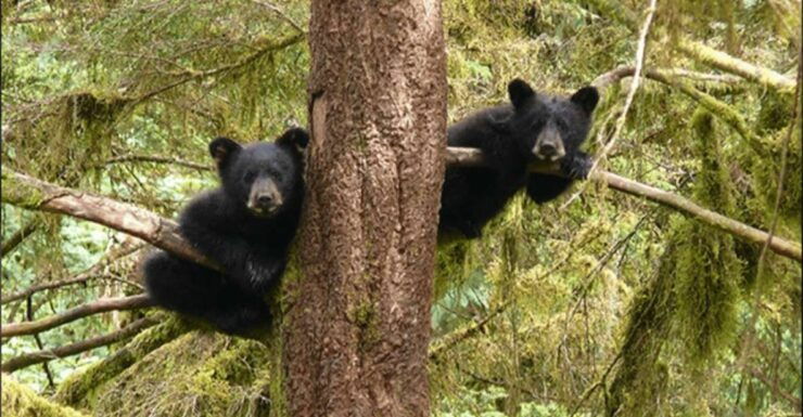 Wrangell: Anan Bear and Wildlife Viewing Adventure - Experience Highlights
