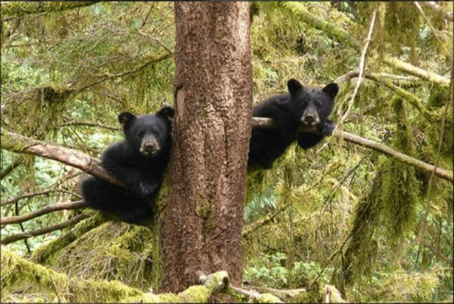 Wrangell: Anan Bear and Wildlife Viewing Adventure - Tour Description