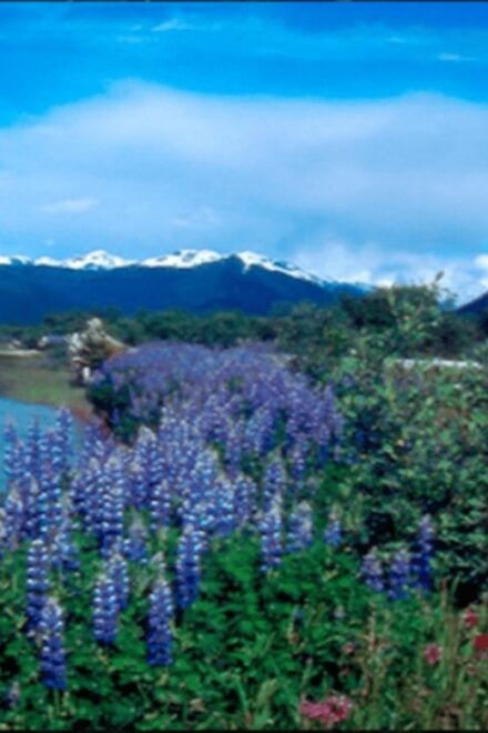 Wrangell: Stikine River Boat Tour - Tour Highlights