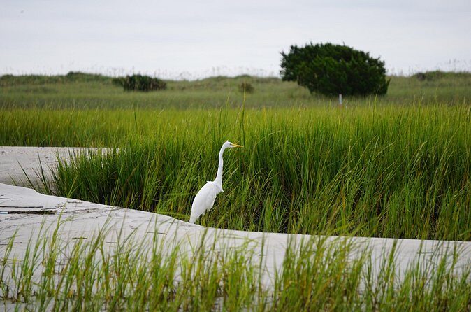 Wrightsville BirdWatching Cruise - Good To Know