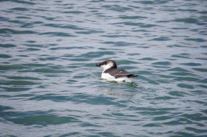 Wrightsville BirdWatching Cruise - The Practicalities and Value