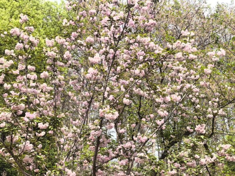 Wuhan: Sakura Blossom Tour with Hanfu Costume Try-On - Good To Know