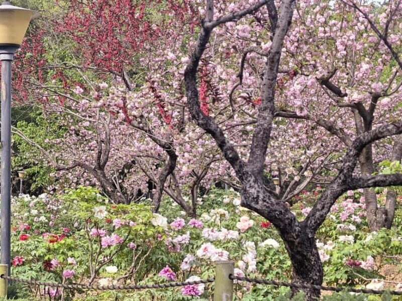 Wuhan: Sakura Blossom Tour with Hanfu Costume Try-On - Discovering Wuhan’s Cherry Blossom Treasures