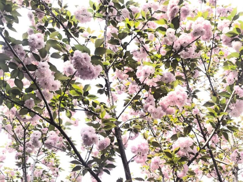 Wuhan: Sakura Blossom Tour with Hanfu Costume Try-On - Authentic Insights from Recent Reviewers