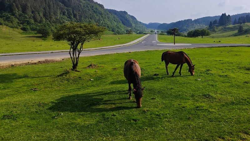 Wulong Karst & Fairy Mountain Full-Day Small Group Tour - Should you book the Wulong day trip?
