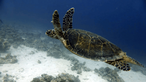 Wuppertal: Beginners Diving Course With Certified Instructor - Frequently Asked Questions
