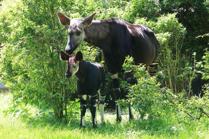 Wuppertal: Entry to the Green Zoo Wuppertal - Good To Know